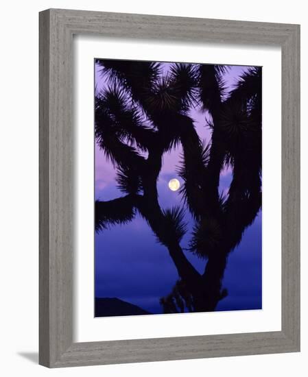 Joshua Tree with Moonset, Joshua Tree National Park, California, USA-Chuck Haney-Framed Photographic Print