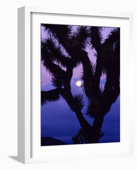 Joshua Tree with Moonset, Joshua Tree National Park, California, USA-Chuck Haney-Framed Photographic Print