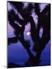 Joshua Tree with Moonset, Joshua Tree National Park, California, USA-Chuck Haney-Mounted Photographic Print