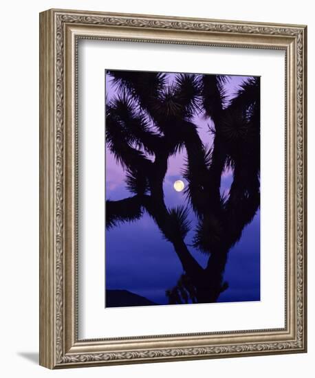 Joshua Tree with Moonset, Joshua Tree National Park, California, USA-Chuck Haney-Framed Photographic Print