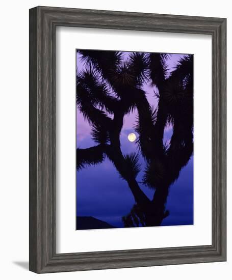 Joshua Tree with Moonset, Joshua Tree National Park, California, USA-Chuck Haney-Framed Photographic Print