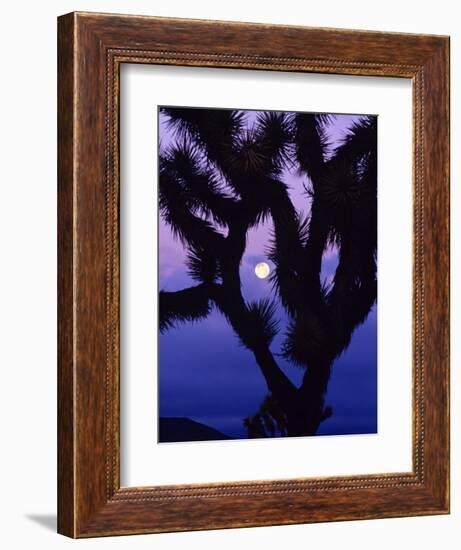 Joshua Tree with Moonset, Joshua Tree National Park, California, USA-Chuck Haney-Framed Photographic Print