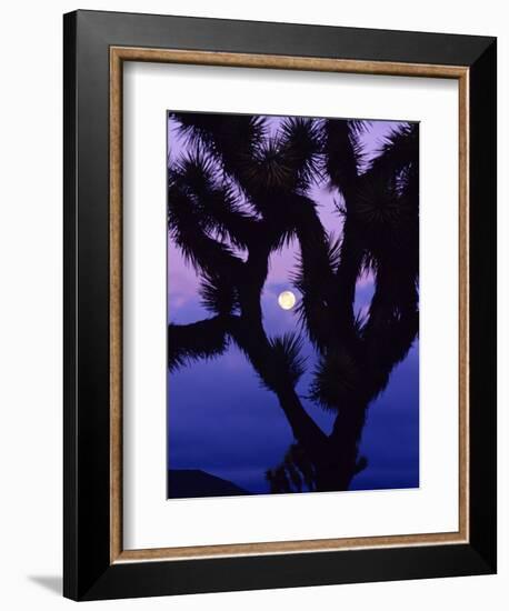 Joshua Tree with Moonset, Joshua Tree National Park, California, USA-Chuck Haney-Framed Photographic Print