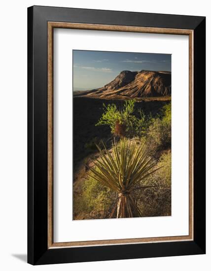 Joshua tree, Yucca brevifolia and sunset on red rocks, Valley of Fire State Park, Nevada-Adam Jones-Framed Photographic Print