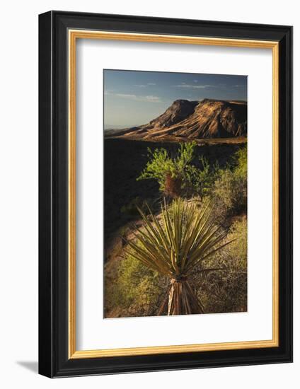 Joshua tree, Yucca brevifolia and sunset on red rocks, Valley of Fire State Park, Nevada-Adam Jones-Framed Photographic Print