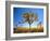 Joshua Tree (Yucca Brevifolia) at Sunset, Mojave Desert, Joshua Tree National Park, California, Usa-Scott T^ Smith-Framed Photographic Print