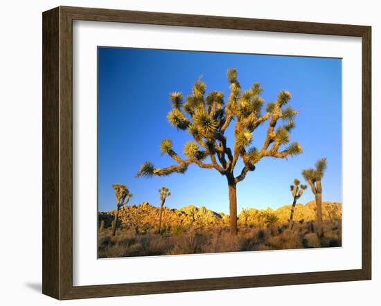 Joshua Tree (Yucca Brevifolia) at Sunset, Mojave Desert, Joshua Tree National Park, California, Usa-Scott T^ Smith-Framed Photographic Print