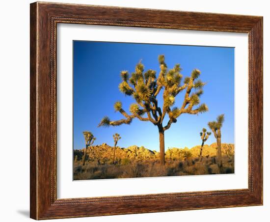 Joshua Tree (Yucca Brevifolia) at Sunset, Mojave Desert, Joshua Tree National Park, California, Usa-Scott T^ Smith-Framed Photographic Print