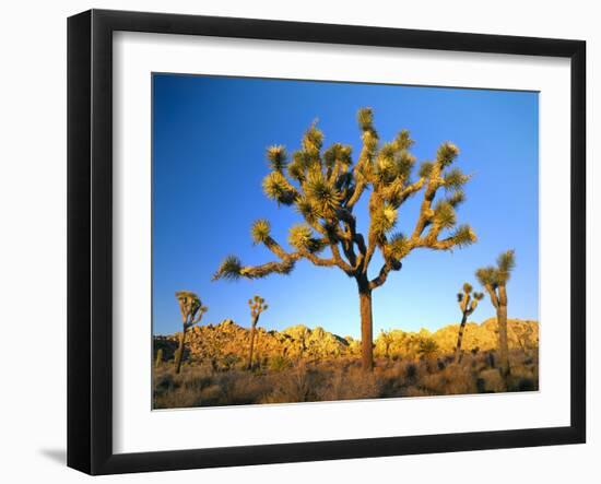 Joshua Tree (Yucca Brevifolia) at Sunset, Mojave Desert, Joshua Tree National Park, California, Usa-Scott T^ Smith-Framed Photographic Print