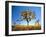 Joshua Tree (Yucca Brevifolia) at Sunset, Mojave Desert, Joshua Tree National Park, California, Usa-Scott T^ Smith-Framed Photographic Print