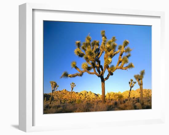 Joshua Tree (Yucca Brevifolia) at Sunset, Mojave Desert, Joshua Tree National Park, California, Usa-Scott T^ Smith-Framed Photographic Print