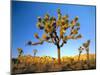 Joshua Tree (Yucca Brevifolia) at Sunset, Mojave Desert, Joshua Tree National Park, California, Usa-Scott T^ Smith-Mounted Photographic Print