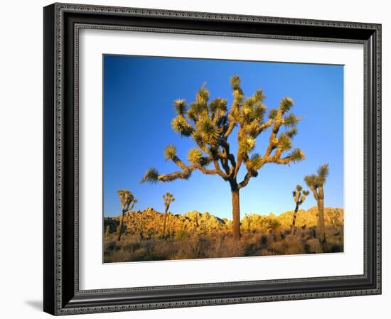 Joshua Tree (Yucca Brevifolia) at Sunset, Mojave Desert, Joshua Tree National Park, California, Usa-Scott T^ Smith-Framed Photographic Print