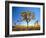 Joshua Tree (Yucca Brevifolia) at Sunset, Mojave Desert, Joshua Tree National Park, California, Usa-Scott T^ Smith-Framed Photographic Print