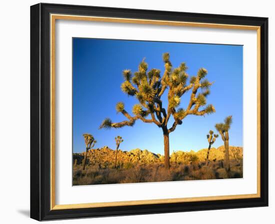 Joshua Tree (Yucca Brevifolia) at Sunset, Mojave Desert, Joshua Tree National Park, California, Usa-Scott T^ Smith-Framed Photographic Print