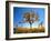 Joshua Tree (Yucca Brevifolia) at Sunset, Mojave Desert, Joshua Tree National Park, California, Usa-Scott T^ Smith-Framed Photographic Print