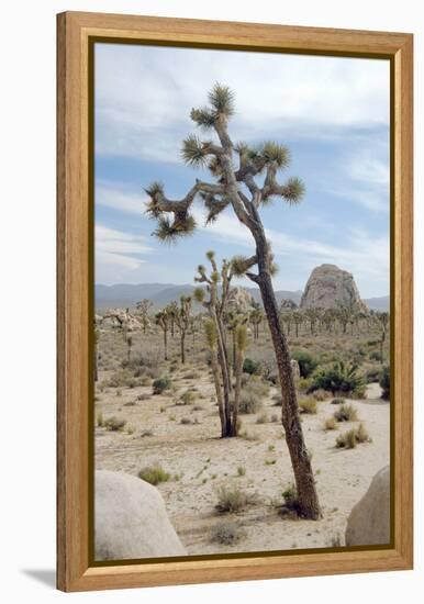 Joshua Tree-Diccon Alexander-Framed Premier Image Canvas