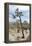 Joshua Tree-Diccon Alexander-Framed Premier Image Canvas