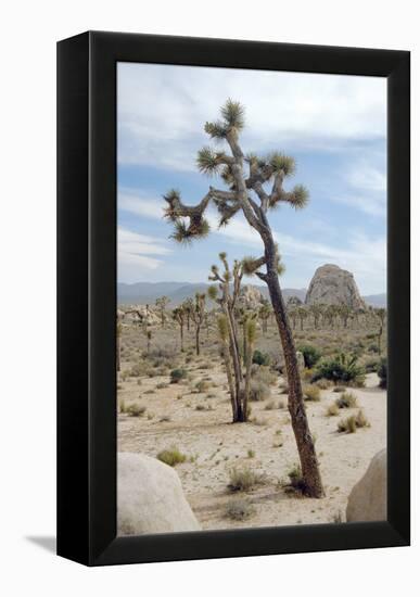 Joshua Tree-Diccon Alexander-Framed Premier Image Canvas