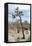 Joshua Tree-Diccon Alexander-Framed Premier Image Canvas