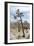 Joshua Tree-Diccon Alexander-Framed Photographic Print