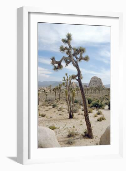 Joshua Tree-Diccon Alexander-Framed Photographic Print