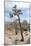 Joshua Tree-Diccon Alexander-Mounted Photographic Print