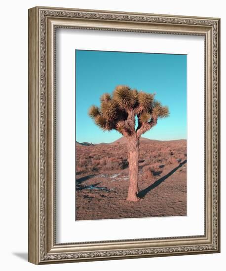 Joshua Tree-NaxArt-Framed Premium Giclee Print