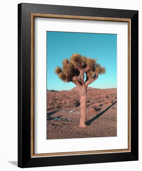 Joshua Tree-NaxArt-Framed Art Print