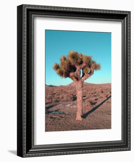 Joshua Tree-NaxArt-Framed Art Print