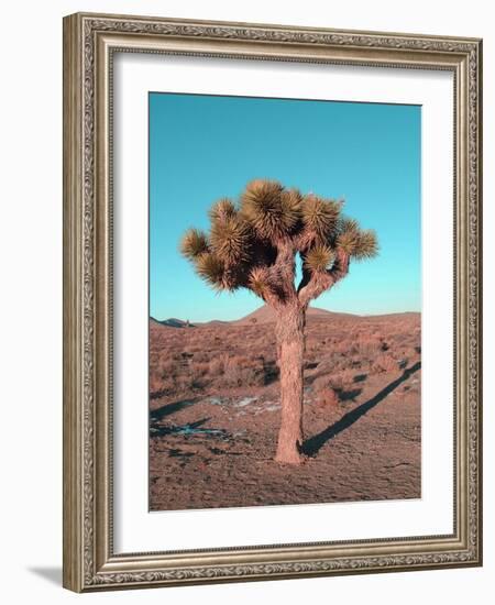 Joshua Tree-NaxArt-Framed Art Print