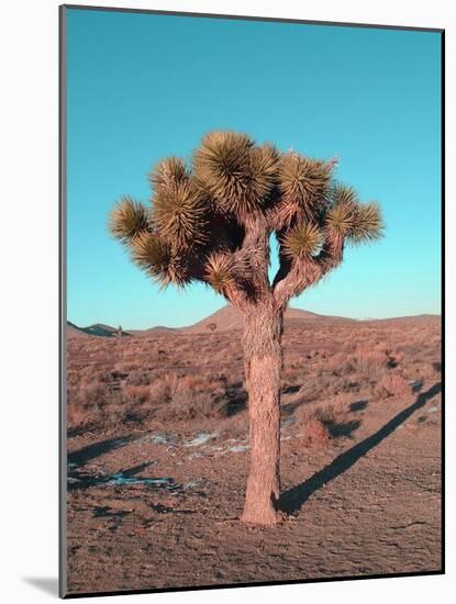 Joshua Tree-NaxArt-Mounted Art Print