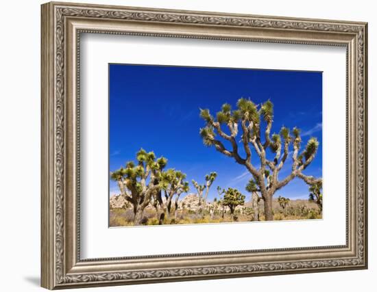 Joshua trees along the trail to the Wall Street Mill, Joshua Tree National Park, California, USA-Russ Bishop-Framed Photographic Print