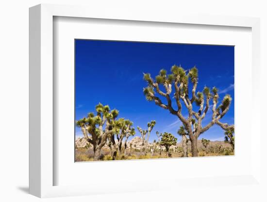 Joshua trees along the trail to the Wall Street Mill, Joshua Tree National Park, California, USA-Russ Bishop-Framed Photographic Print