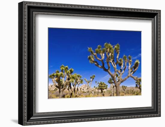 Joshua trees along the trail to the Wall Street Mill, Joshua Tree National Park, California, USA-Russ Bishop-Framed Photographic Print