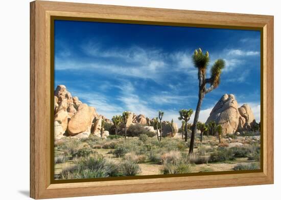 Joshua Trees Among the Large Granite Rocks of Joshua Tree National Park-John Alves-Framed Premier Image Canvas