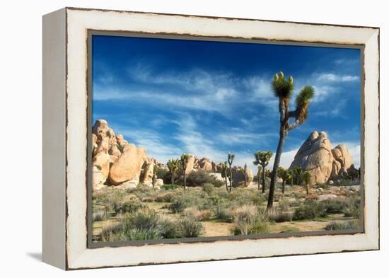 Joshua Trees Among the Large Granite Rocks of Joshua Tree National Park-John Alves-Framed Premier Image Canvas