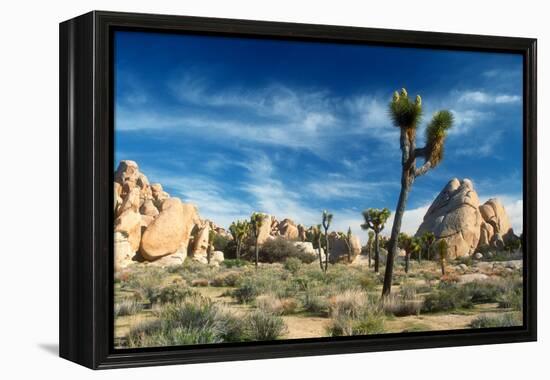 Joshua Trees Among the Large Granite Rocks of Joshua Tree National Park-John Alves-Framed Premier Image Canvas