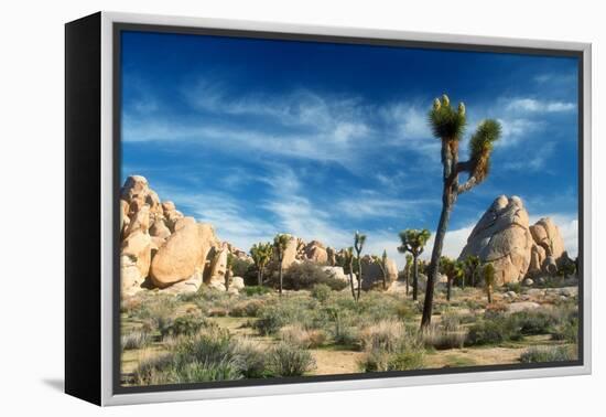 Joshua Trees Among the Large Granite Rocks of Joshua Tree National Park-John Alves-Framed Premier Image Canvas