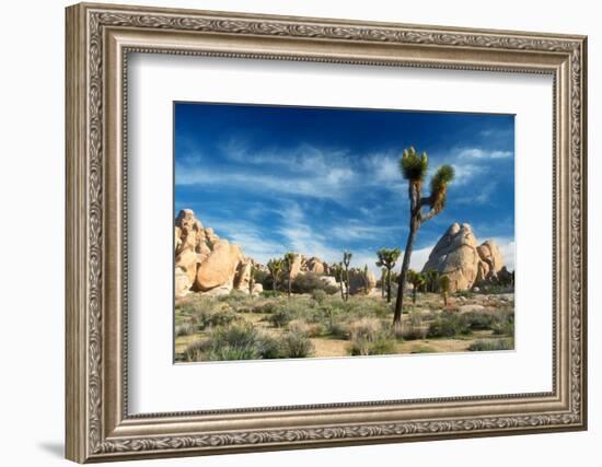 Joshua Trees Among the Large Granite Rocks of Joshua Tree National Park-John Alves-Framed Photographic Print