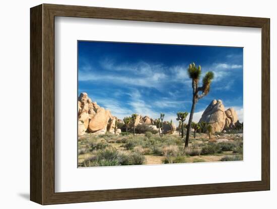 Joshua Trees Among the Large Granite Rocks of Joshua Tree National Park-John Alves-Framed Photographic Print