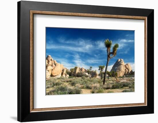 Joshua Trees Among the Large Granite Rocks of Joshua Tree National Park-John Alves-Framed Photographic Print