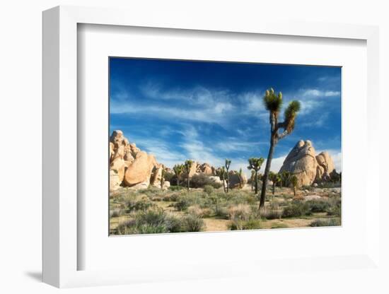 Joshua Trees Among the Large Granite Rocks of Joshua Tree National Park-John Alves-Framed Photographic Print