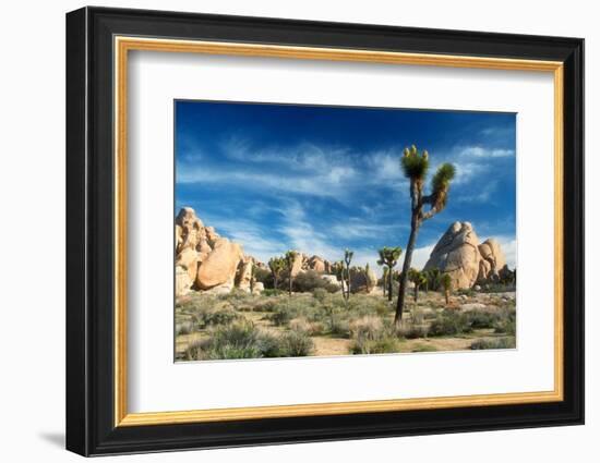 Joshua Trees Among the Large Granite Rocks of Joshua Tree National Park-John Alves-Framed Photographic Print