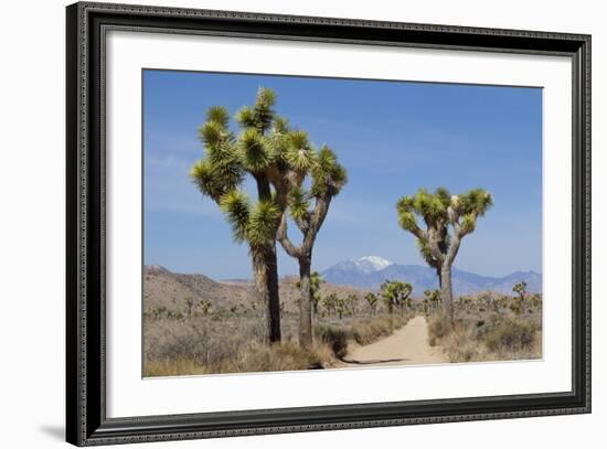 Joshua Trees and Mountains, Joshua Tree National Park, California, USA-Jaynes Gallery-Framed Photographic Print