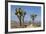 Joshua Trees and Mountains, Joshua Tree National Park, California, USA-Jaynes Gallery-Framed Photographic Print