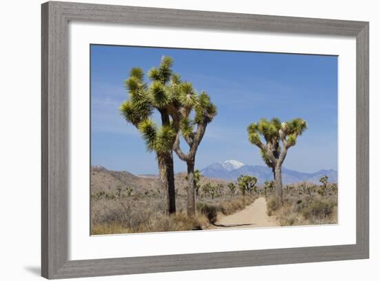 Joshua Trees and Mountains, Joshua Tree National Park, California, USA-Jaynes Gallery-Framed Photographic Print