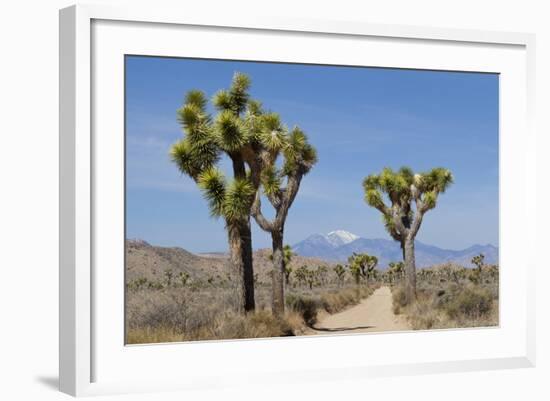 Joshua Trees and Mountains, Joshua Tree National Park, California, USA-Jaynes Gallery-Framed Photographic Print