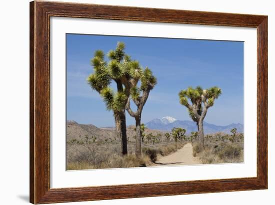 Joshua Trees and Mountains, Joshua Tree National Park, California, USA-Jaynes Gallery-Framed Photographic Print