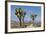Joshua Trees and Mountains, Joshua Tree National Park, California, USA-Jaynes Gallery-Framed Photographic Print